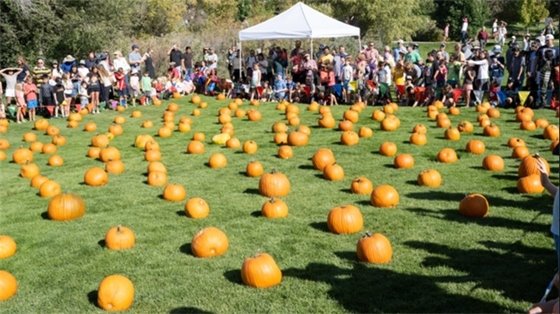 Pumpkins in a grassy field with Fall Fest attendees waiting to start the pumpkin race.