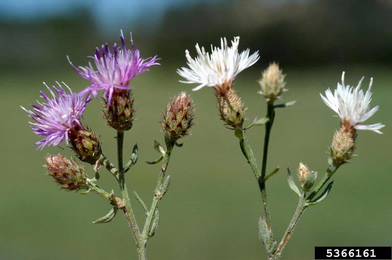 Spiky weed with purple and white flowers