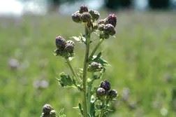 Large weed with thorny leaves and purple buds
