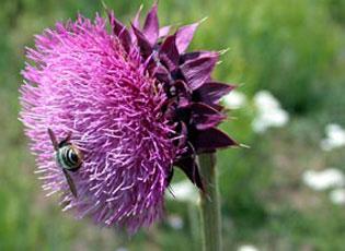 Large pink spiky flower with a bee pollinating on the bud