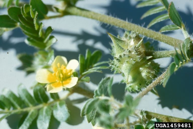 Green plant with yellow and white flowers with a sharp thistle